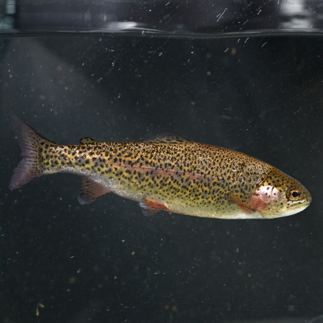  Rainbow Trout (25cm +) - In Stock - Woodvale Fish &amp; Lily Farm Perth