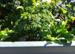 planting timeline for vegetables in aquaponics - woodvale