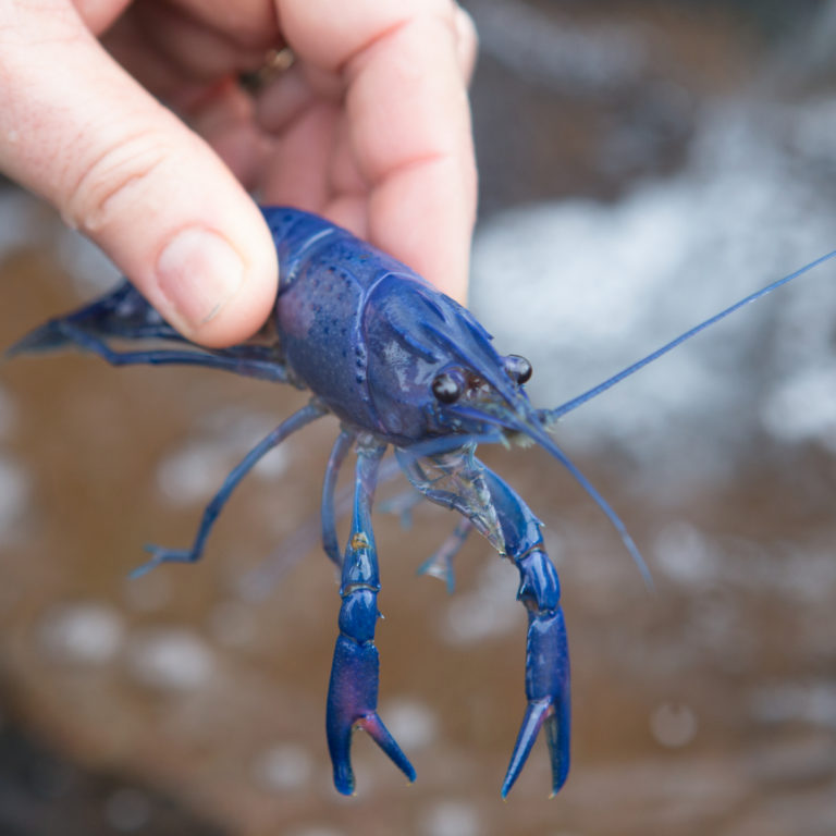 Live Blue Yabbies Perth Metro Delivery Woodvale Fish And Lily Farm