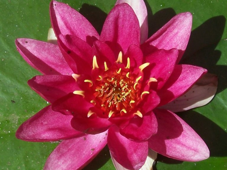 Conqueror Hardy Water Lily Woodvale Fish & Lily Farm Perth