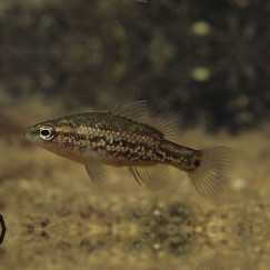 Western Pygmy Perch