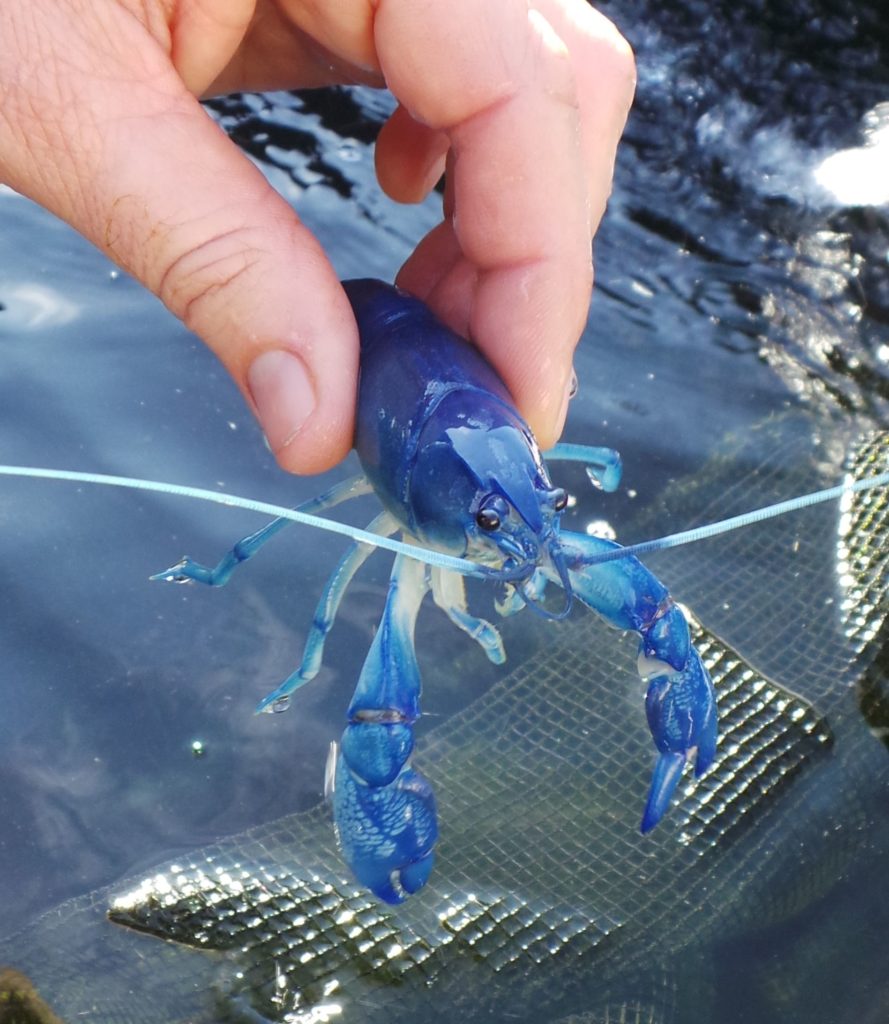 Aquaponics yabbies 