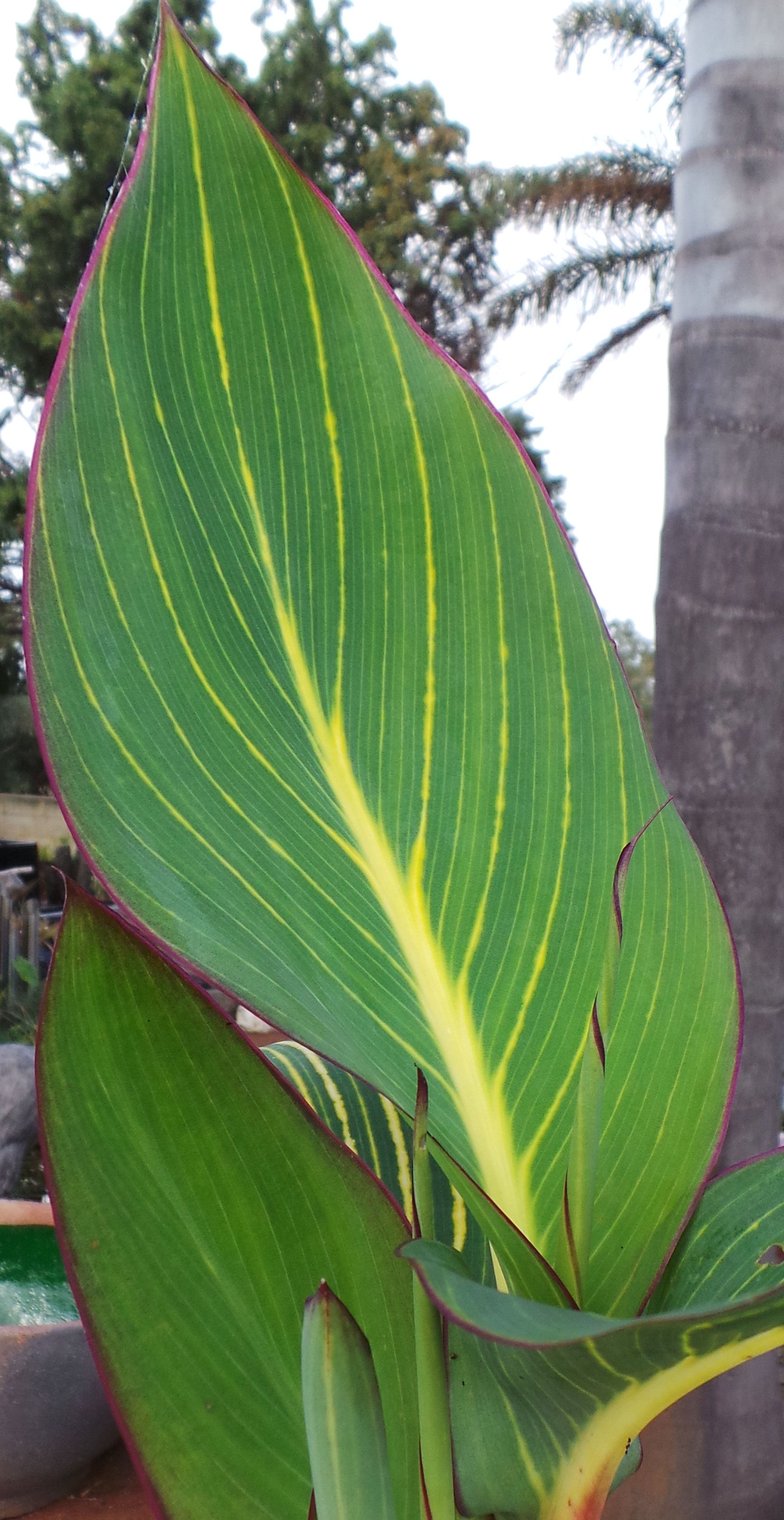 Canna Bengal Tiger - Woodvale Fish &amp; Lily Farm Perth