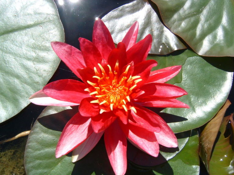 Escarboucle Hardy Water Lily - Woodvale Fish & Lily Farm Perth