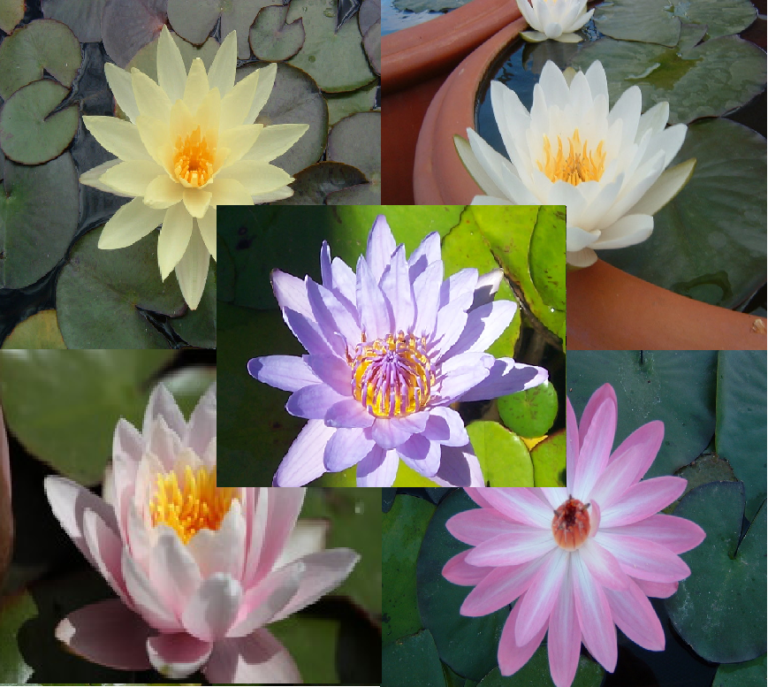 Assorted Tropical & Hardy Mixed Lily 5 Pack - Next Available December ...