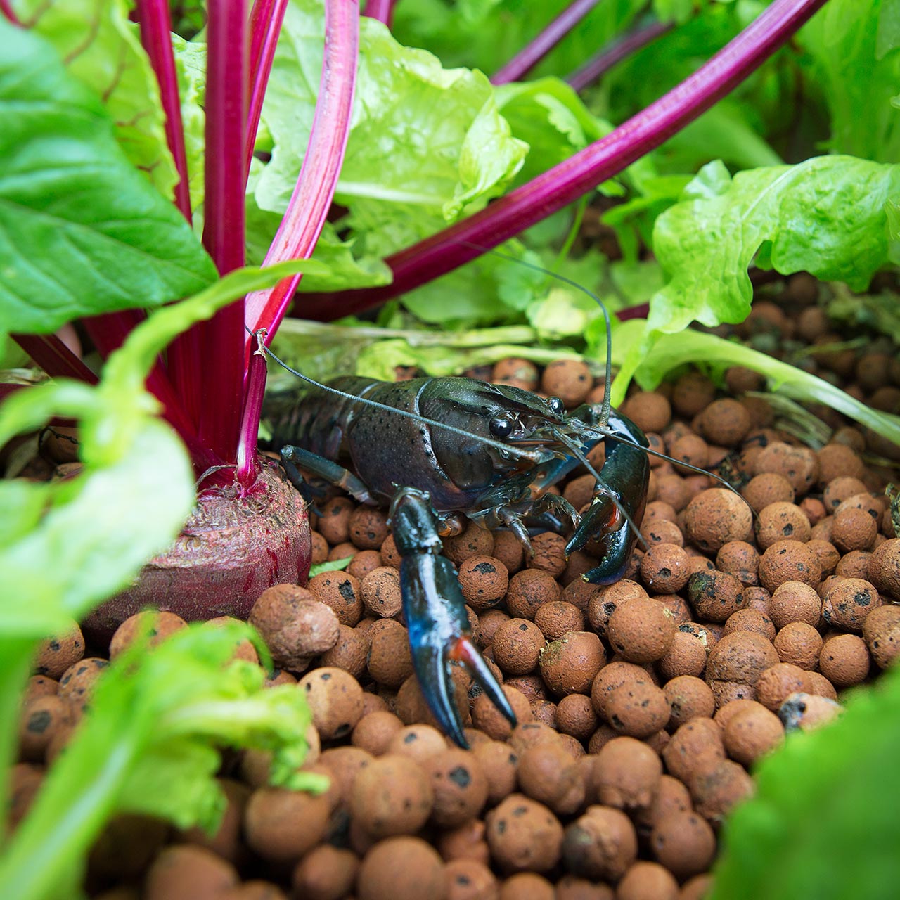 aquaponics in your backyard - pond to the plate - woodvale
