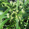 Reeds, Rushes and Grasses - Woodvale Fish & Lily Farm Perth